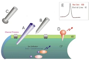Voltage-Sensitive Dye Imaging