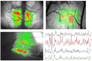 THT Mesoscope for Widefield Fluorescence Imaging