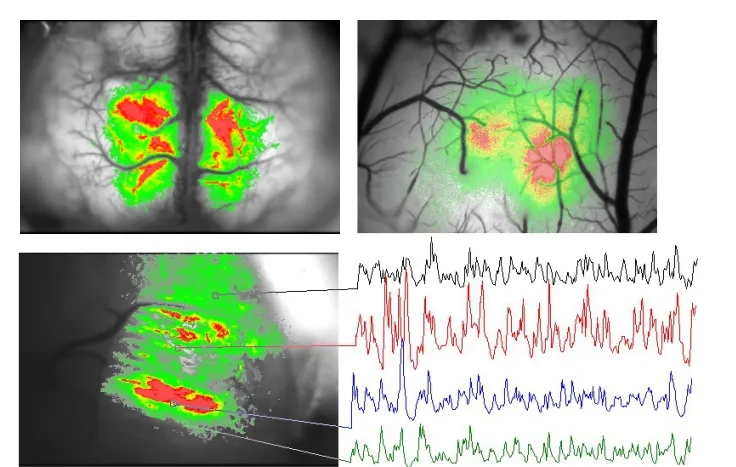 Biological sample data acquired with THT Mesoscope