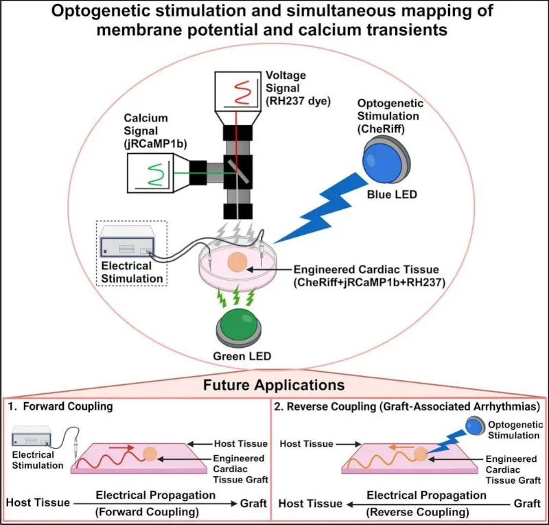 optogenetic simulation and simultaneous mapping of membrane potential and calcium transients