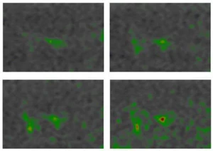 Example of Time-lapse imaging